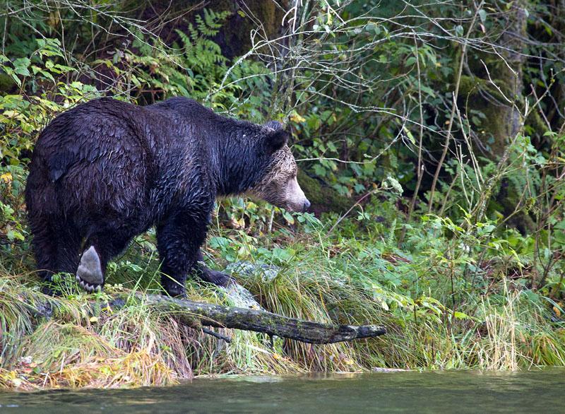 Grizzly on Shore.jpg